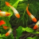 Guppys kohaku, Poecilia reticulata, mâles et femelles colorés dans un aquarium planté