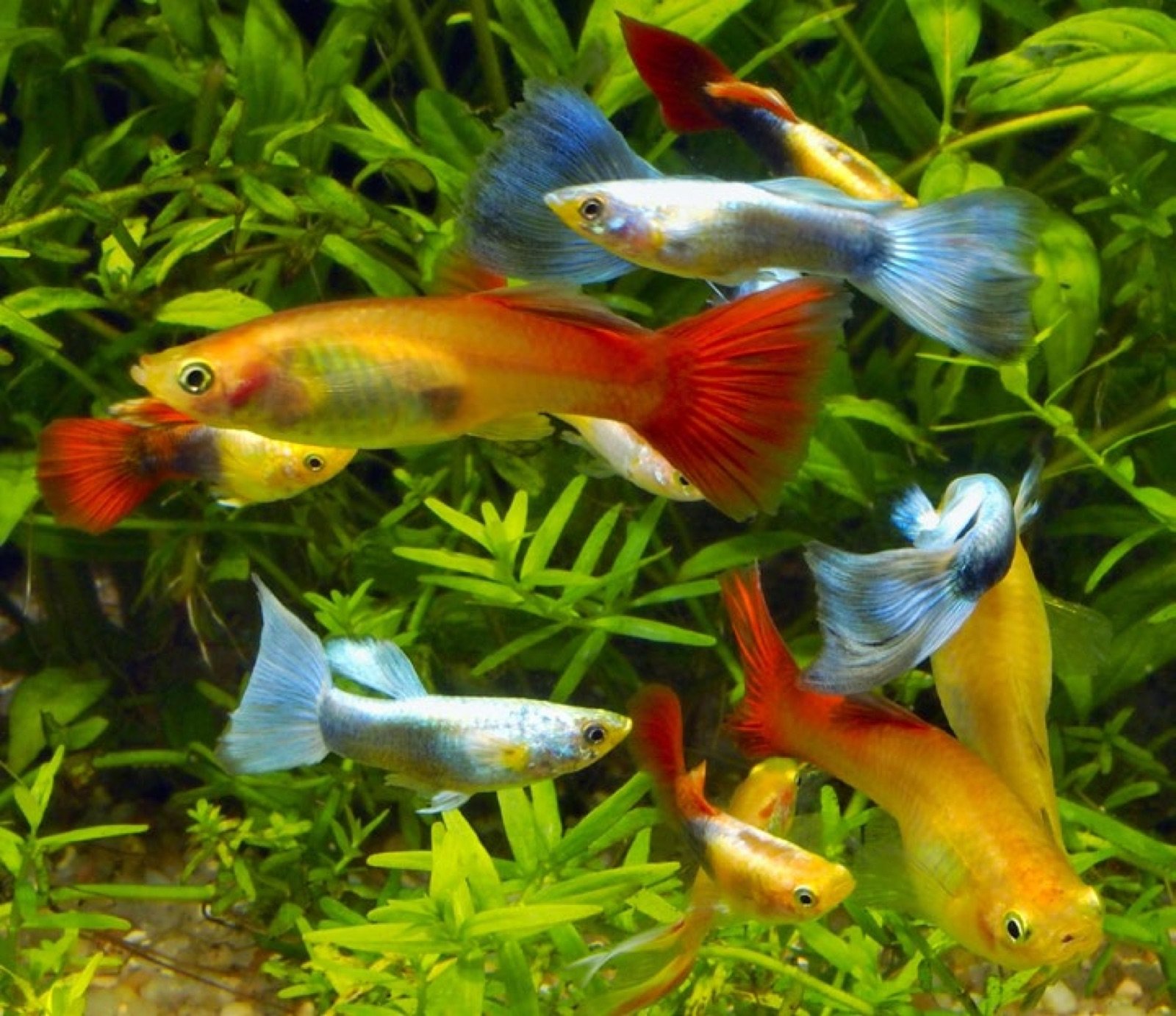 Guppys mâles de différentes colorations dans un aquarium planté