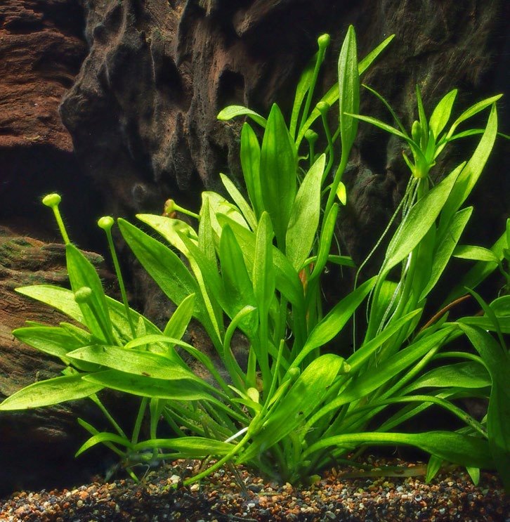 Helanthium tenellum feuillage émergé