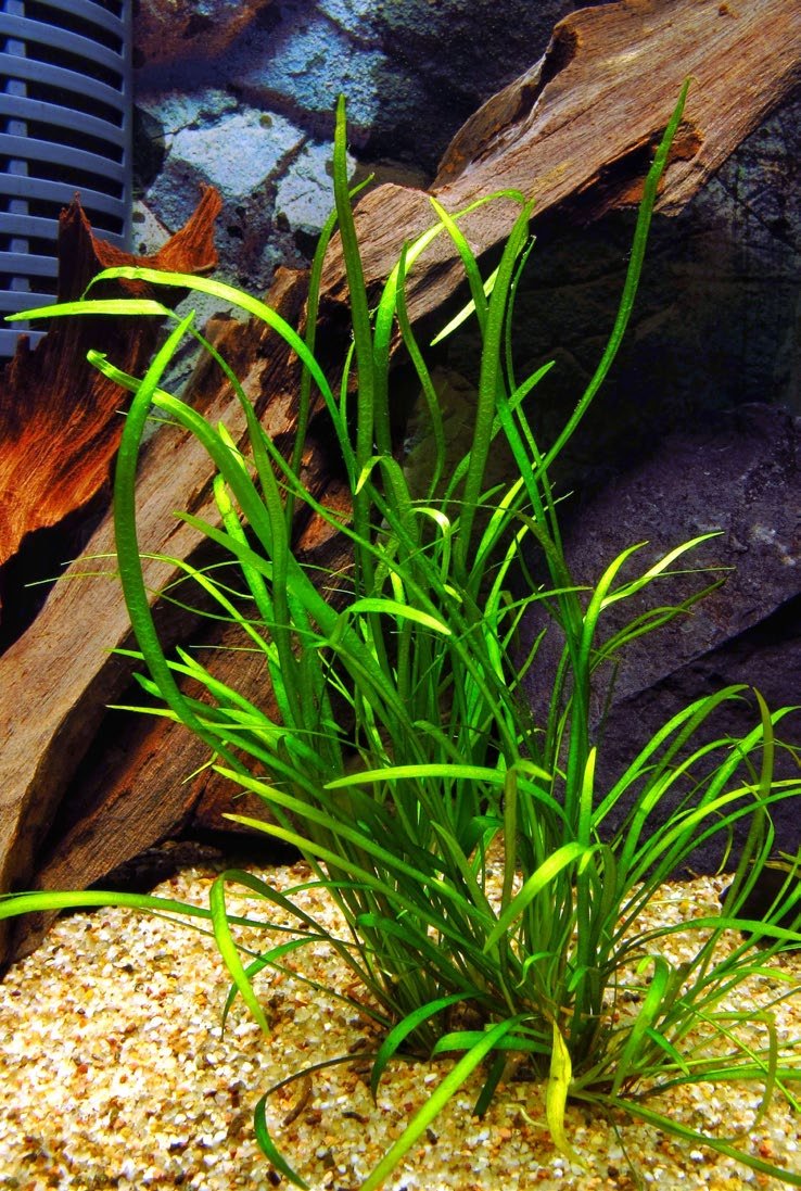 Helanthium tenellum feuillage immergé