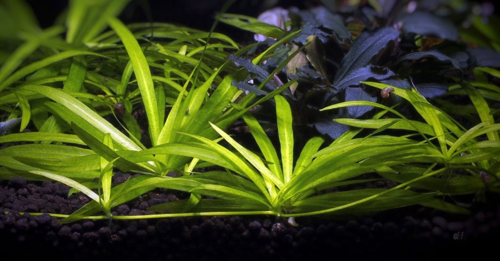 Helanthium tenellum ex Echinodorus produisant des stolons