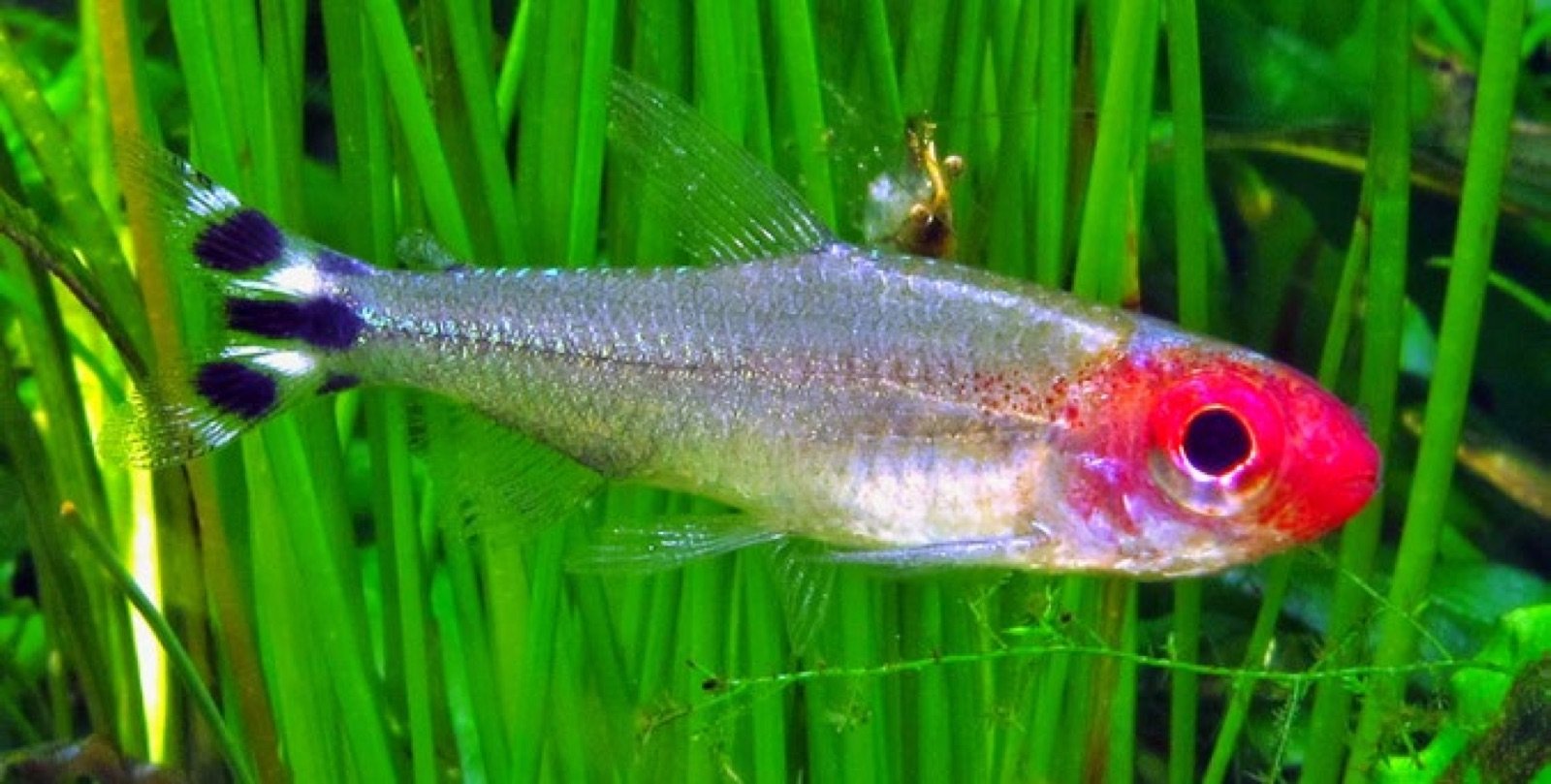 Hemigrammus rhodostomus, le tétra nez rouge, bon compagnon du guppy