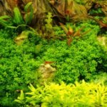 Aquascape luxuriant ou la faune entretient l equilibre vegetal et regule naturellement les algues