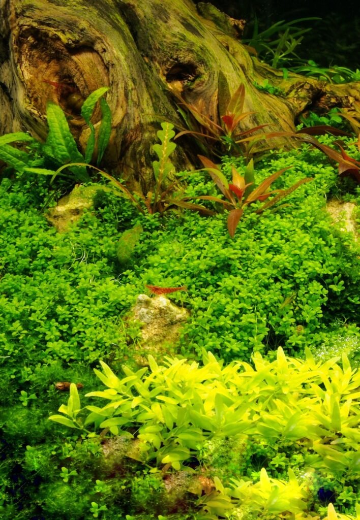 Aquascape luxuriant ou la faune entretient l equilibre vegetal et regule naturellement les algues