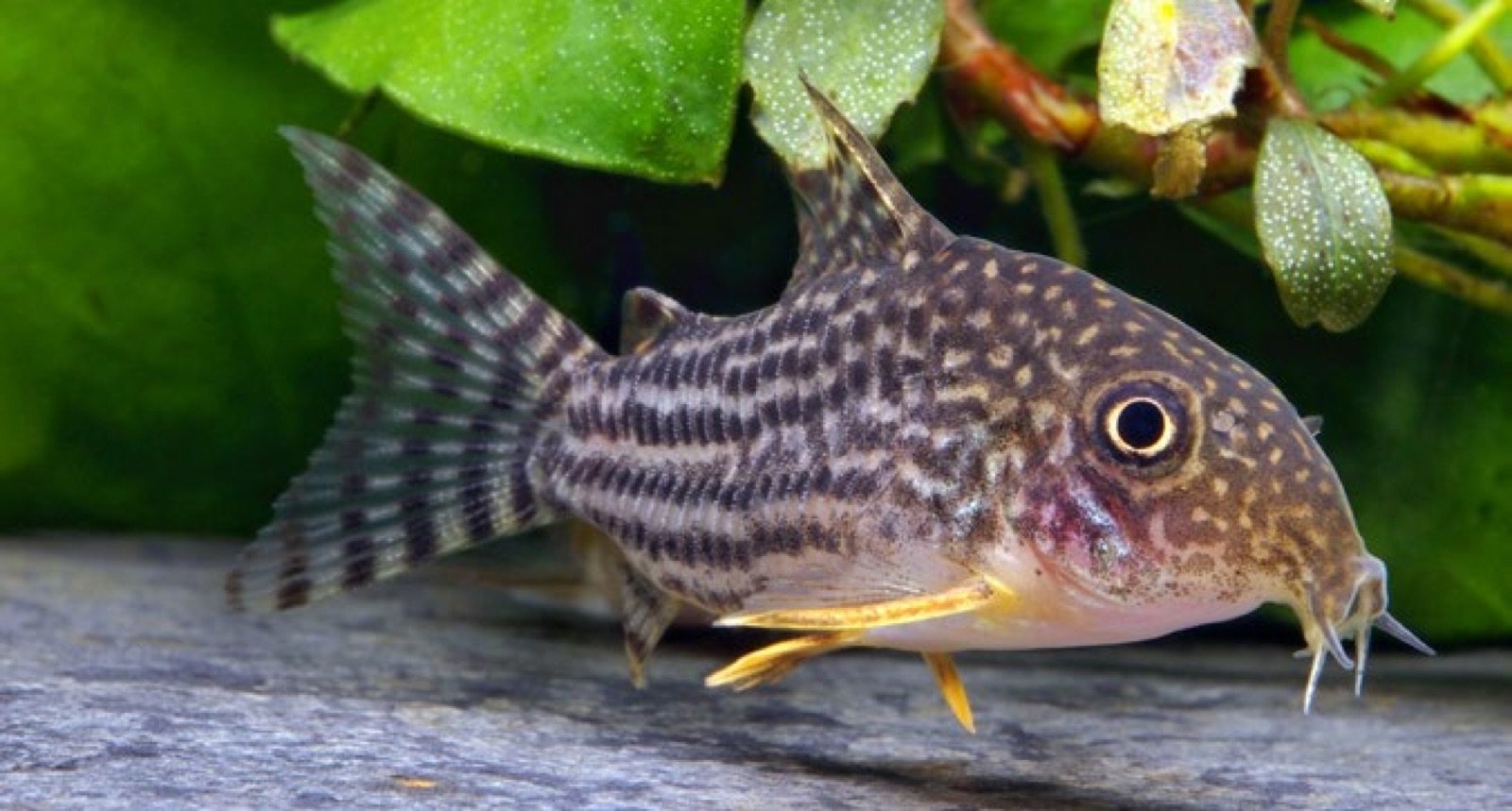 Hoplisoma sterbai, ex Corydoras sterbai, poisson de fond compatible avec le guppy