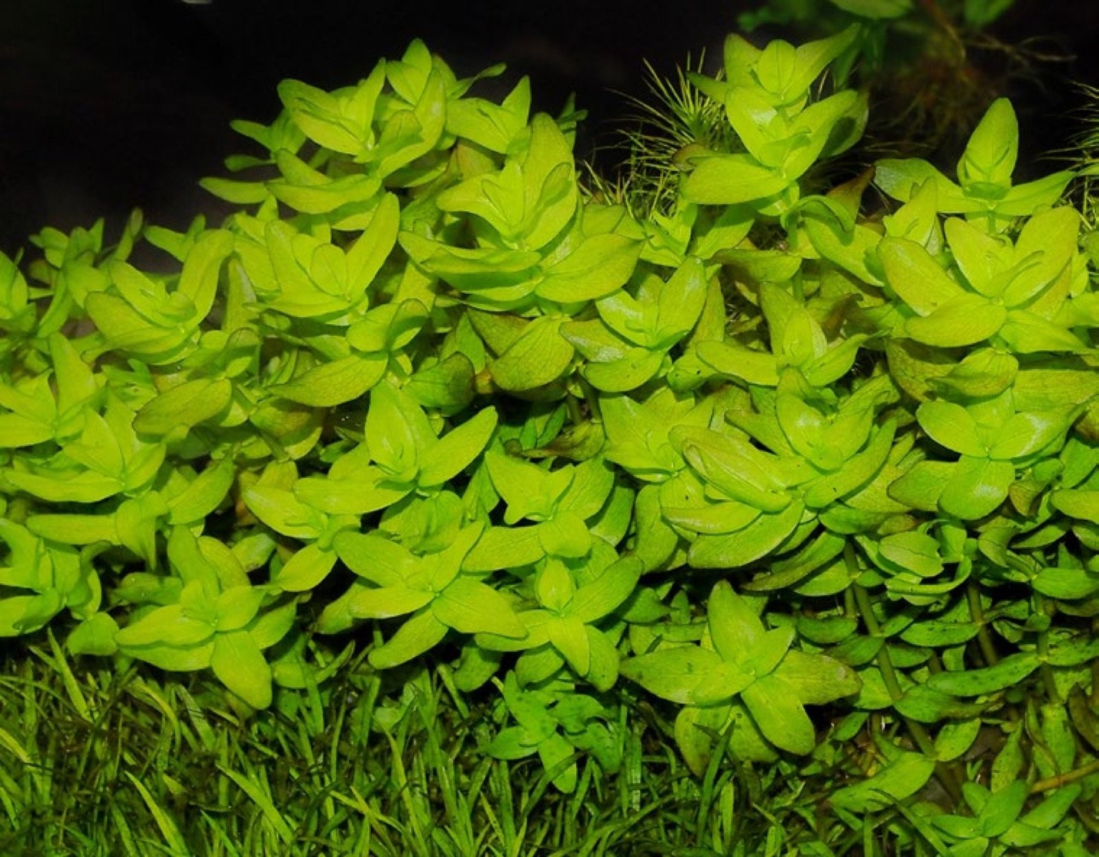 Hygrophila polysperma, plante à tige à croissance rapide