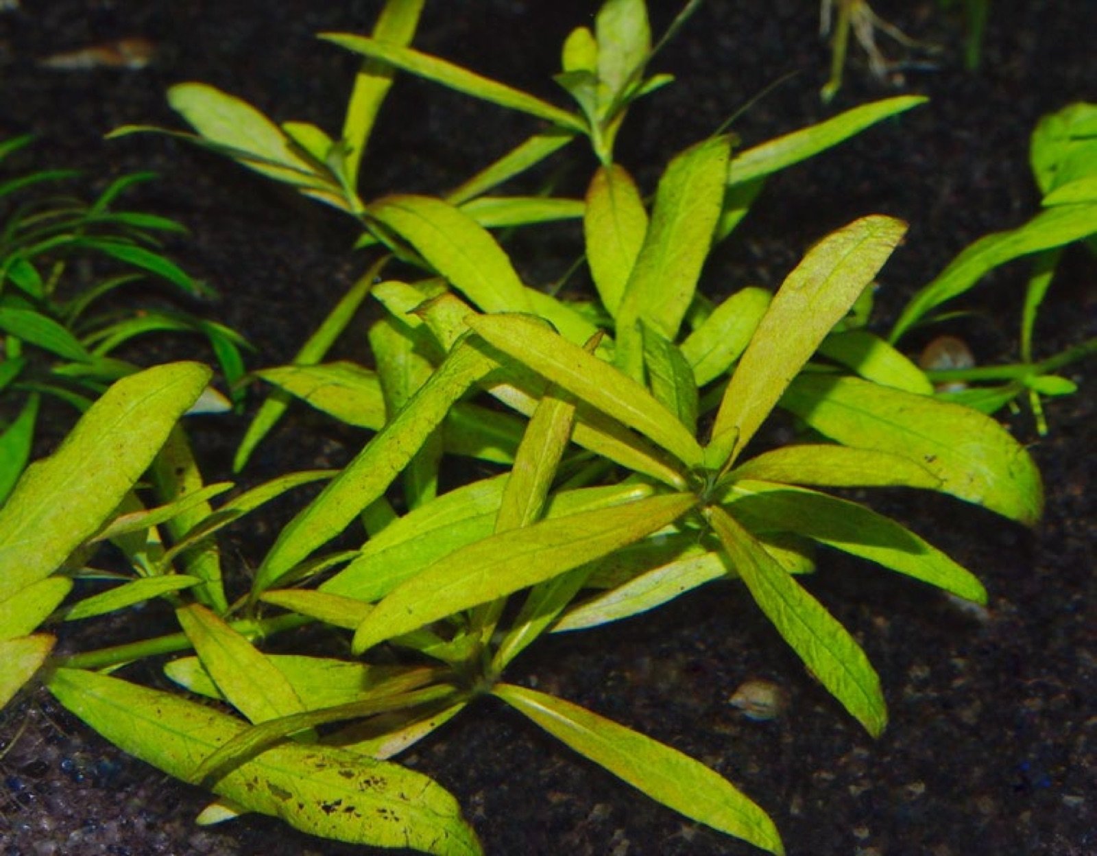 Hygrophila siamensis variété 53B de Tropica au feuillage petit et dense