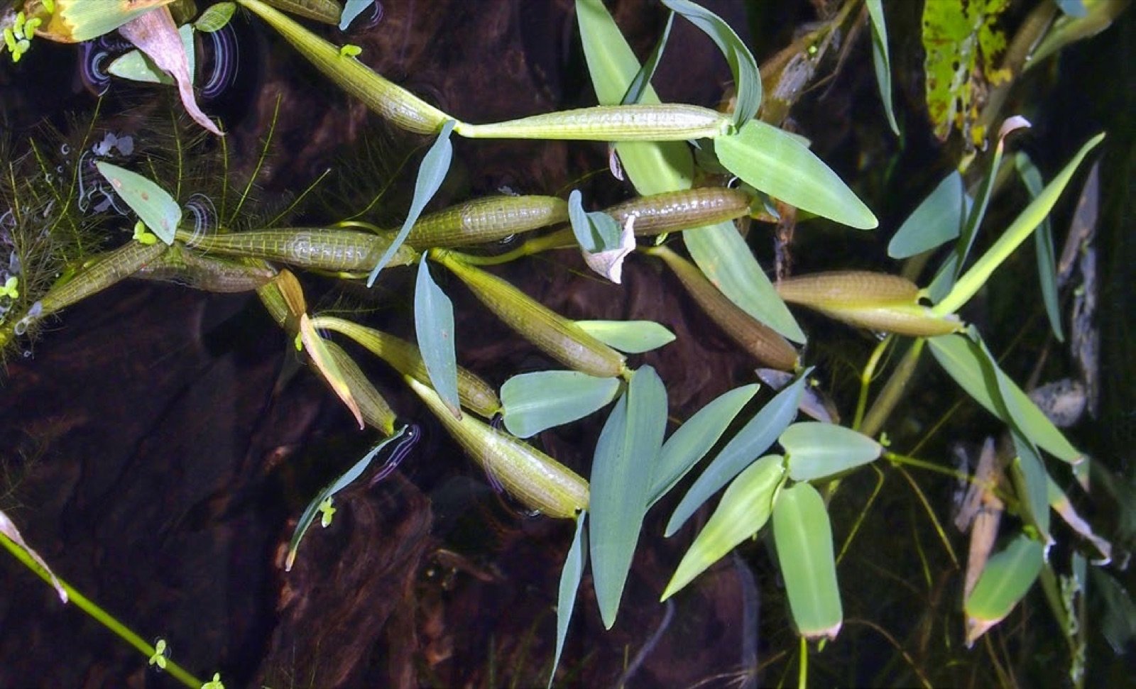 Hygroryza aristata plante de surface qui puise les substances nutritives de l eau