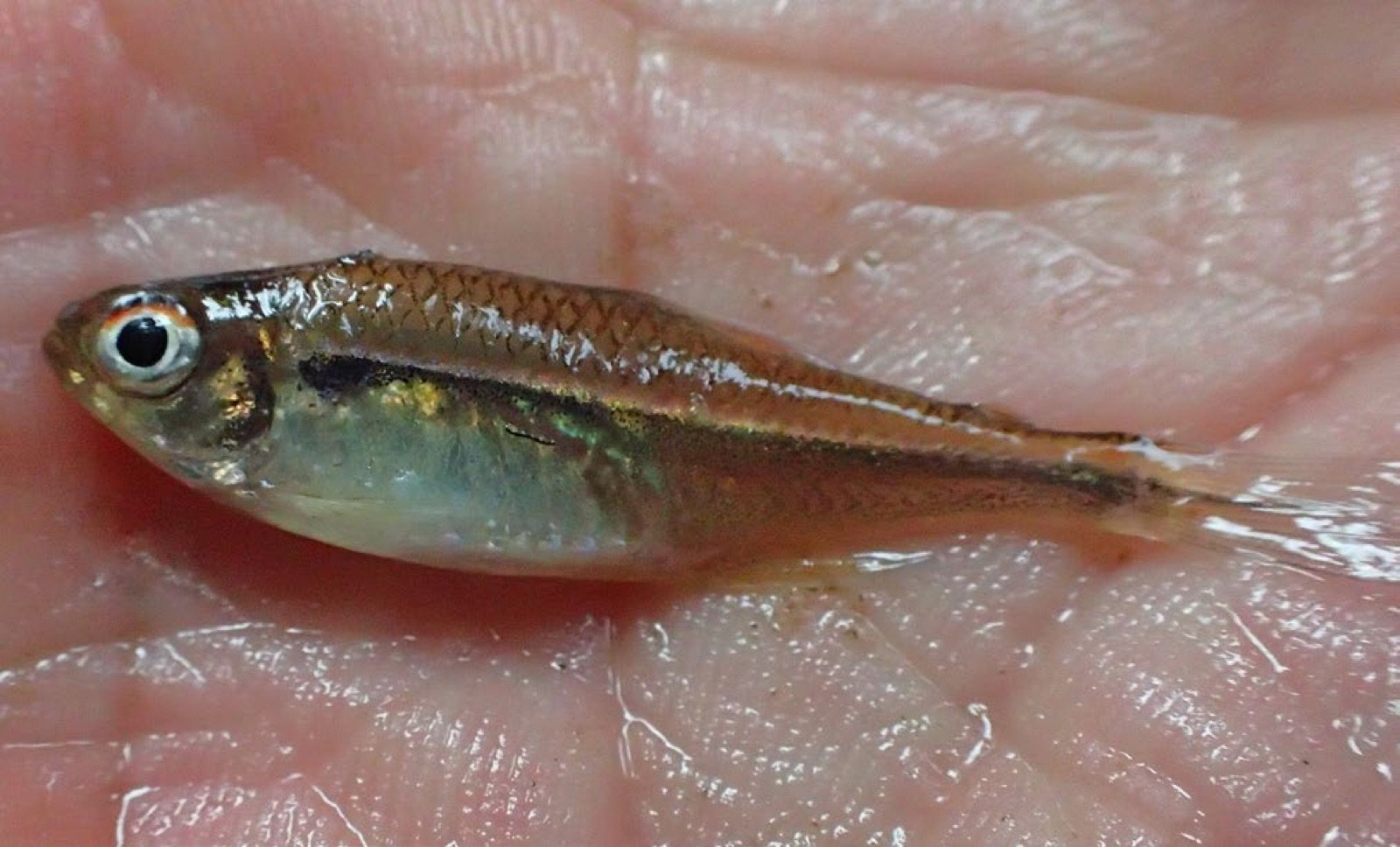 Hyphessobrycon cf nigricinctus pêché dans le ruisseau amazonien