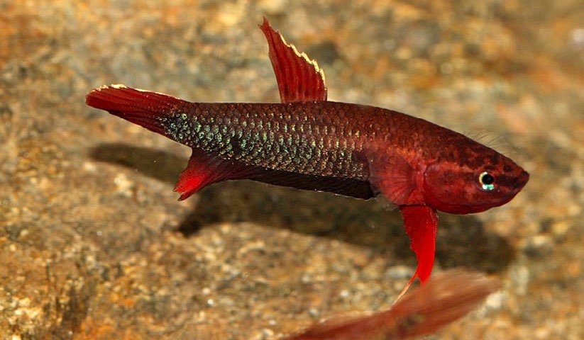 Betta iaspis, corps noirâtre aux nageoires rougeâtres