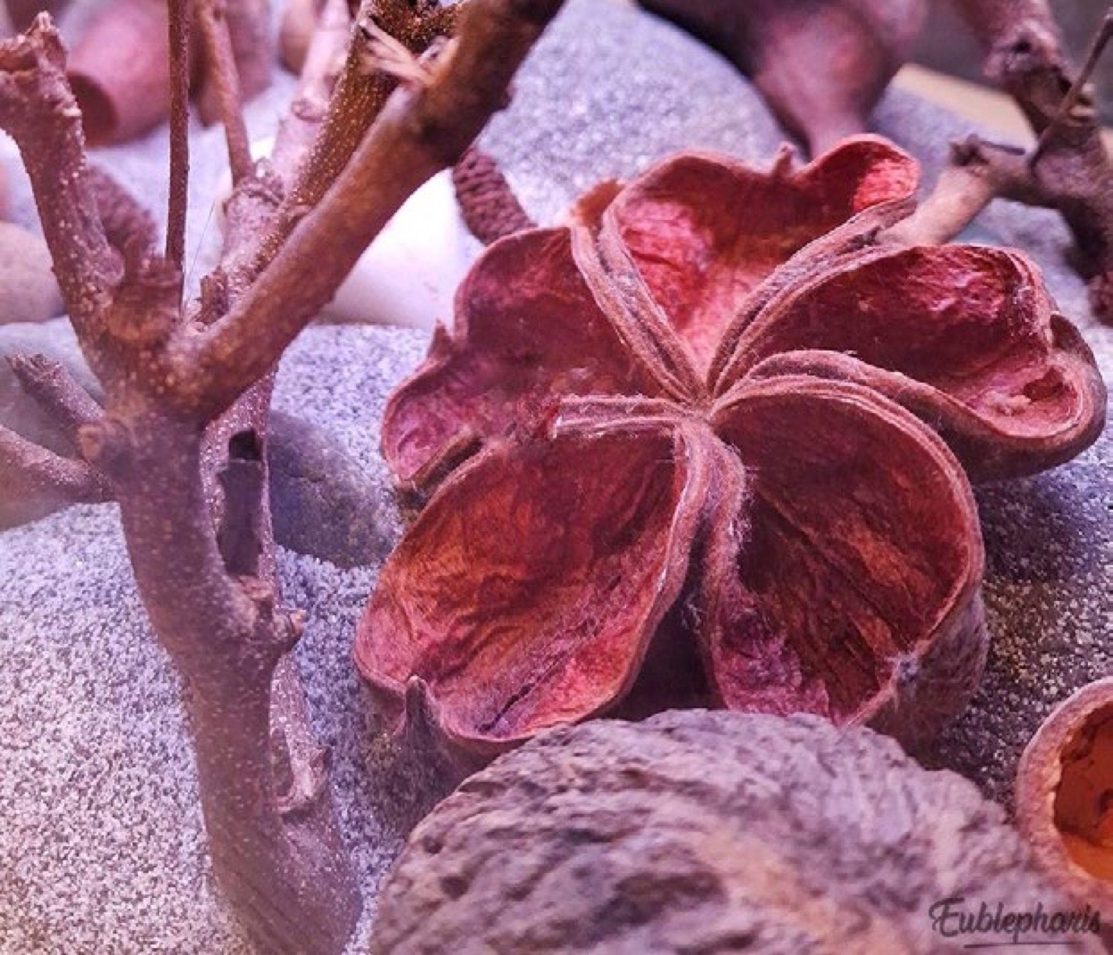 Decoration naturelle AquaTerraLab Eublepharis dans un aquarium