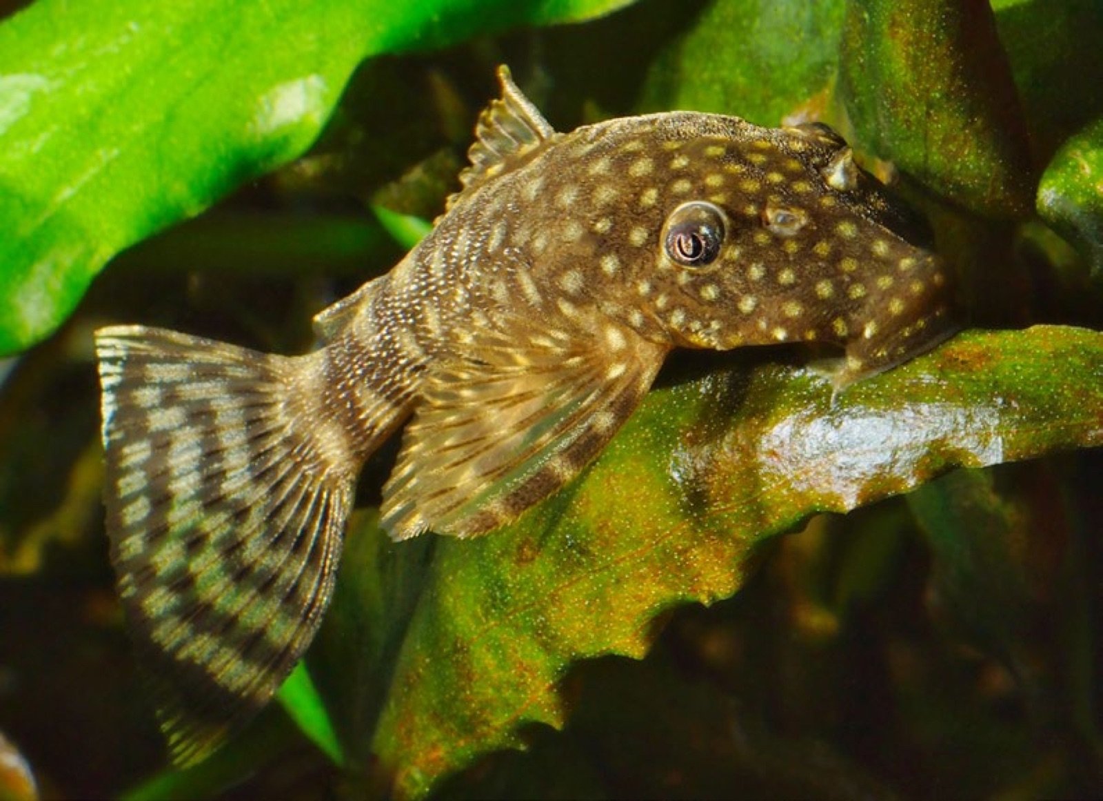 Jeune Ancistrus cirrhosus posé sur une feuille