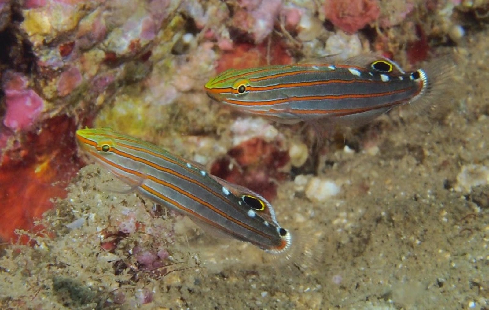 Jeune couple de Koumansetta rainfordi