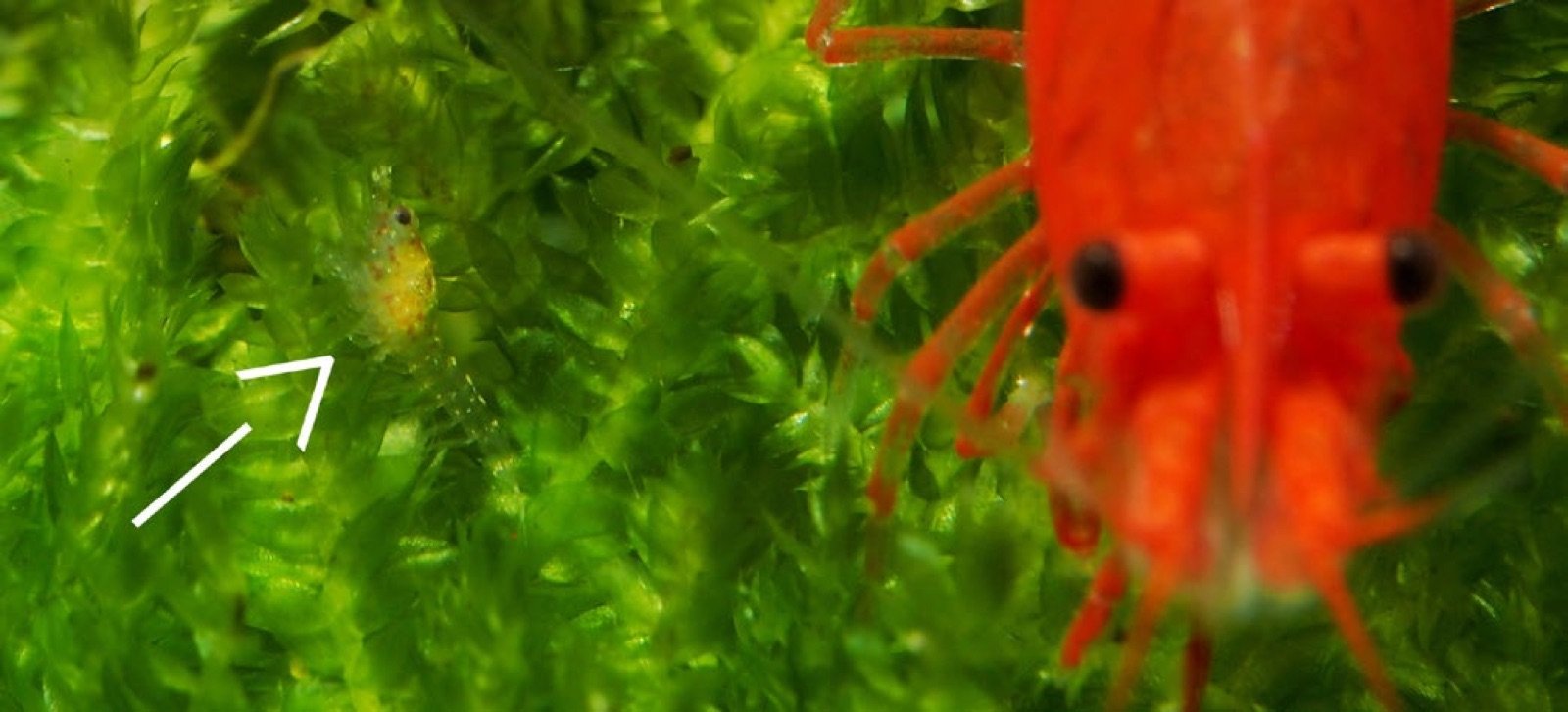 Jeune crevette Red Cherry autonome quelques minutes après sa naissance