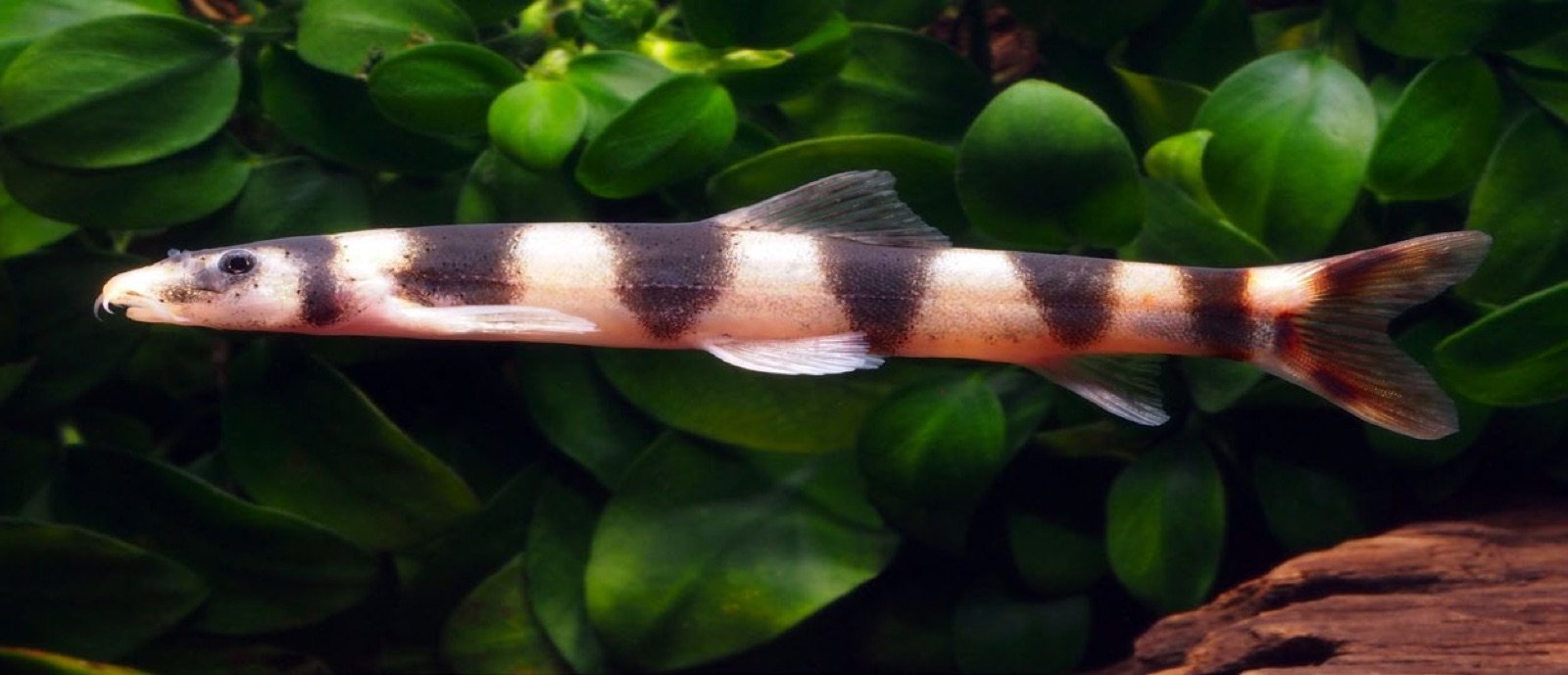 Kapuasia falaris nageant au-dessus de plantes en aquarium