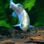 Cyprinodon alvarezi mâle, killi en danger d'extinction