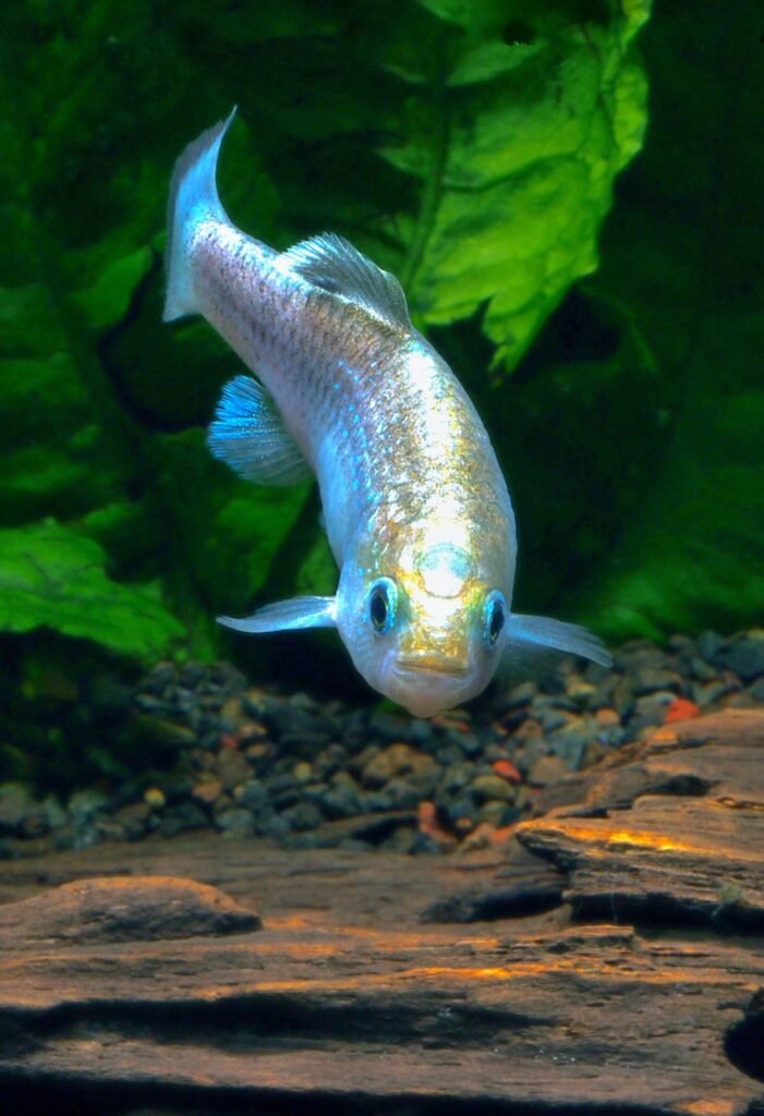 Cyprinodon alvarezi mâle, killi en danger d'extinction