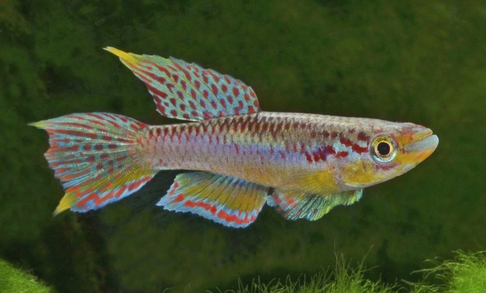 Epiplatys affinis zenkeri mâles adultes, Route de Dehané au Cameroun