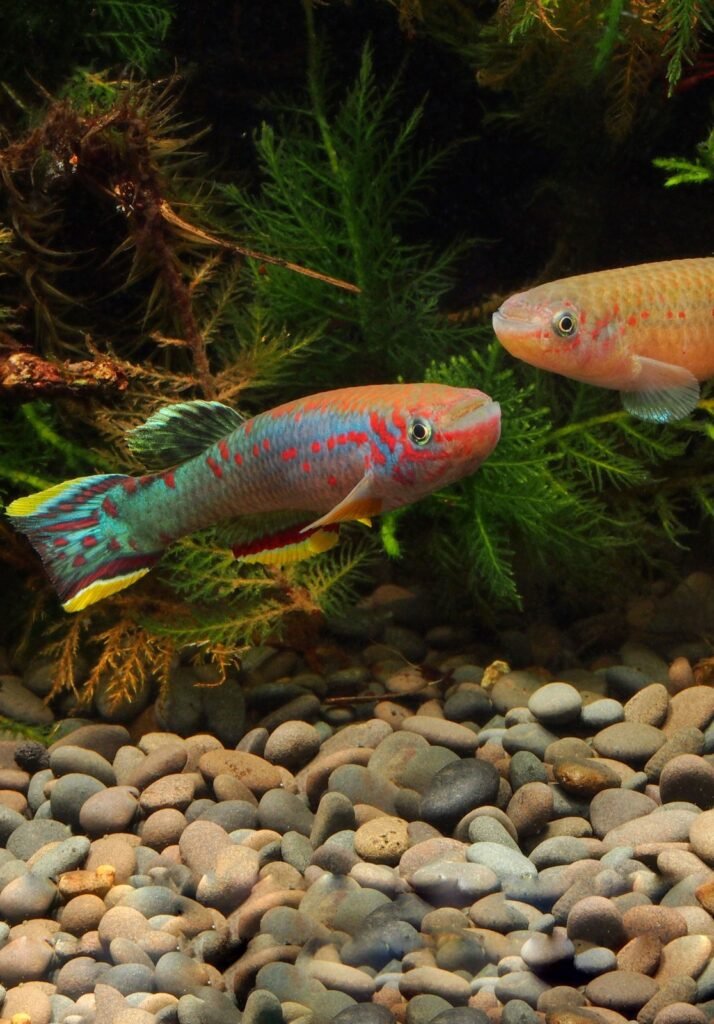 Deux killis dans un aquarium planté