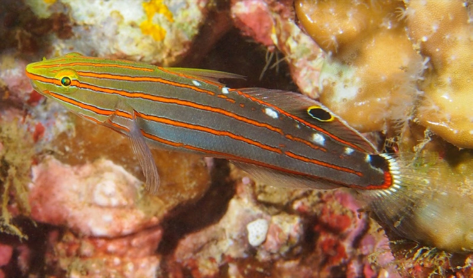 Koumansetta rainfordi adulte aux lignes longitudinales orangées et irisations bleues