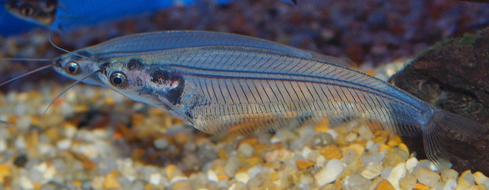 Kryptopterus vitreolus, silure de verre vivant dans le même biotope que le gourami perlé