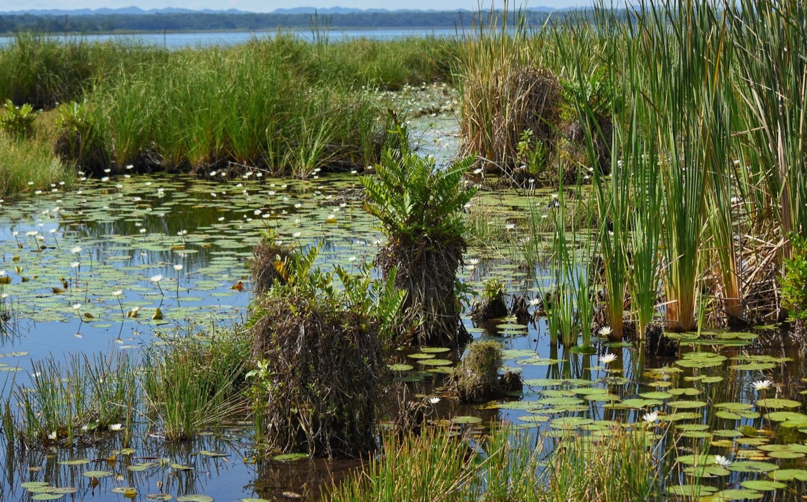 Lac Peten au Guatemala, biotope naturel du platy