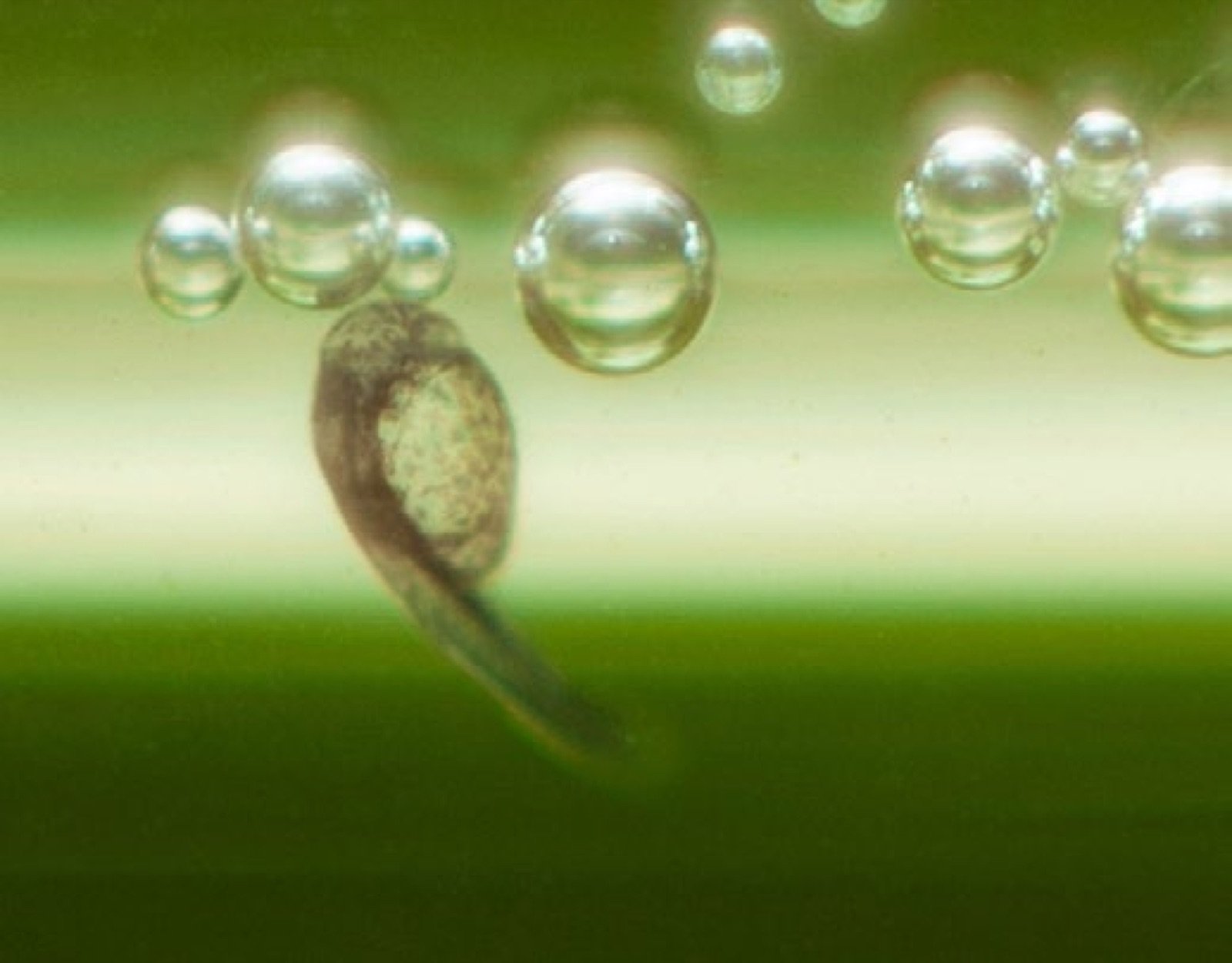 Larve de gourami miel Colisa chuna venant d'éclore