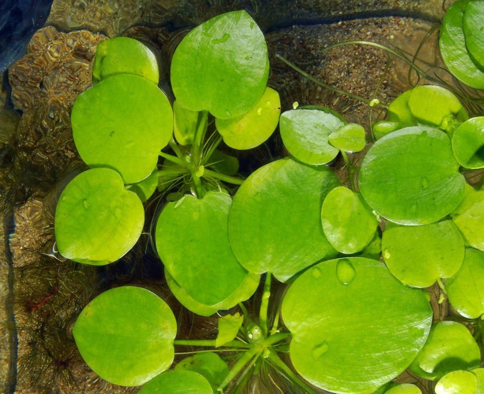 Limnobium laevigatum plante flottante se multipliant par stolon