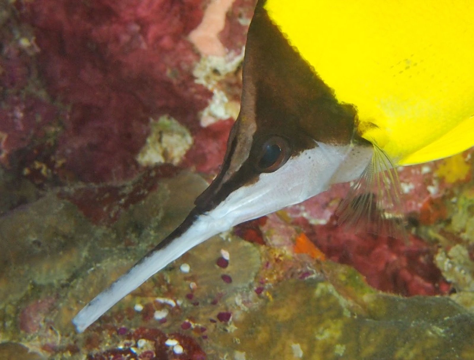 Oeil entièrement noir de Forcipiger longirostris