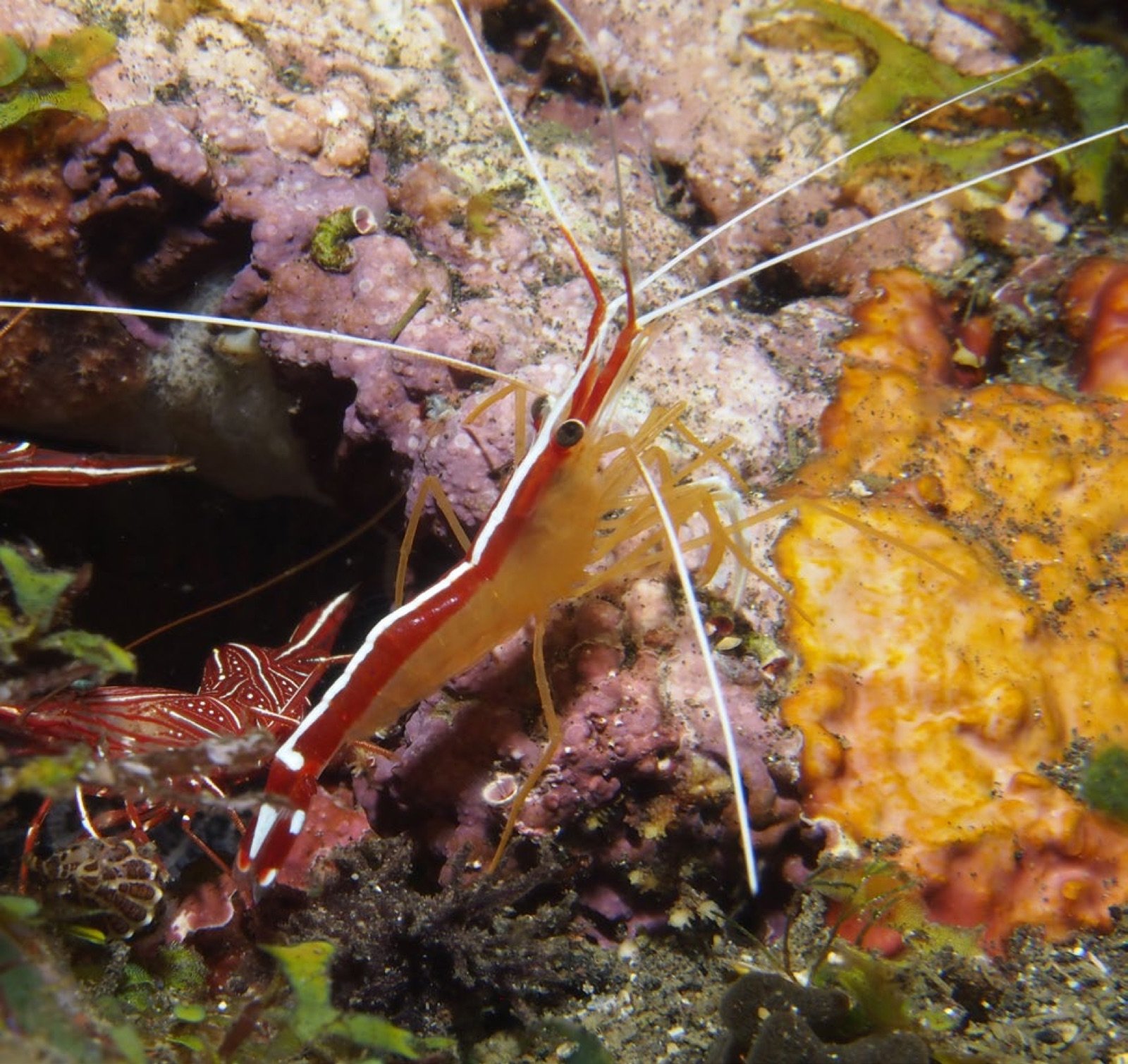 Lysmata amboinensis sub-adulte, crevette compatible avec le gobie de Rainford