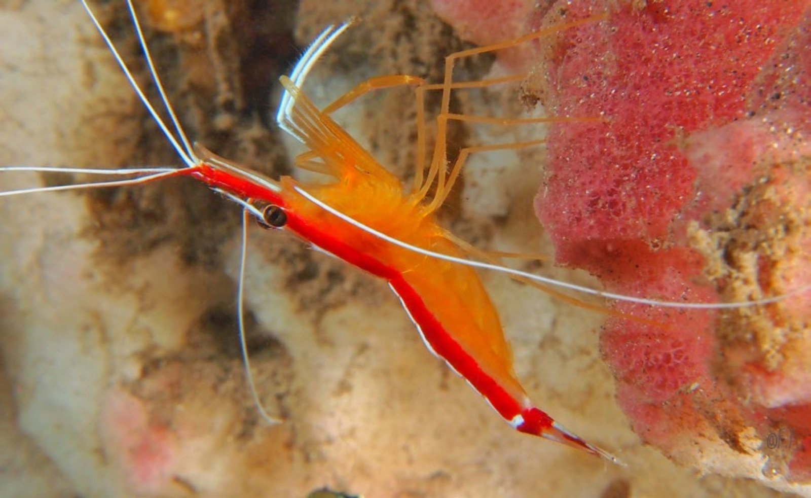 Crevette nettoyeuse Lysmata amboinensis