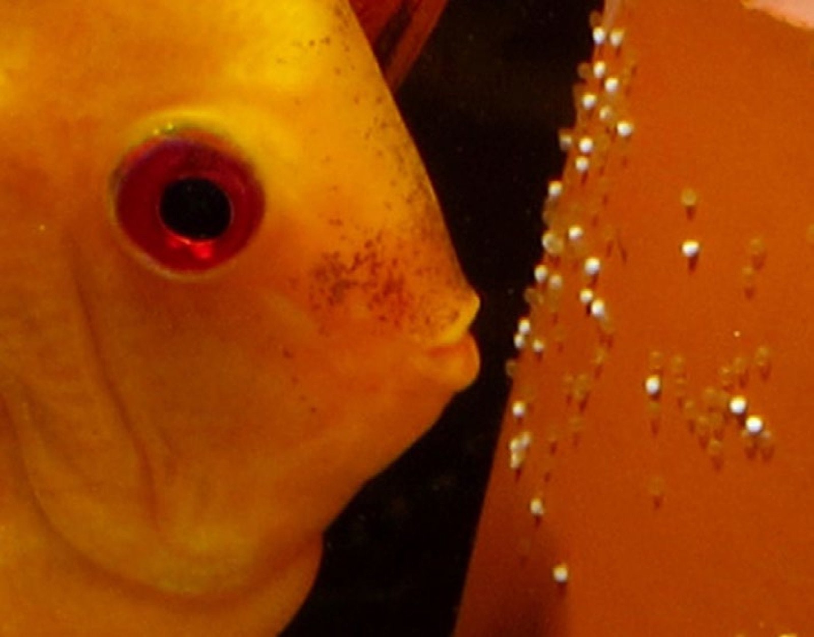 Mâle Betta albimarginata pratiquant l'incubation buccale de ses œufs