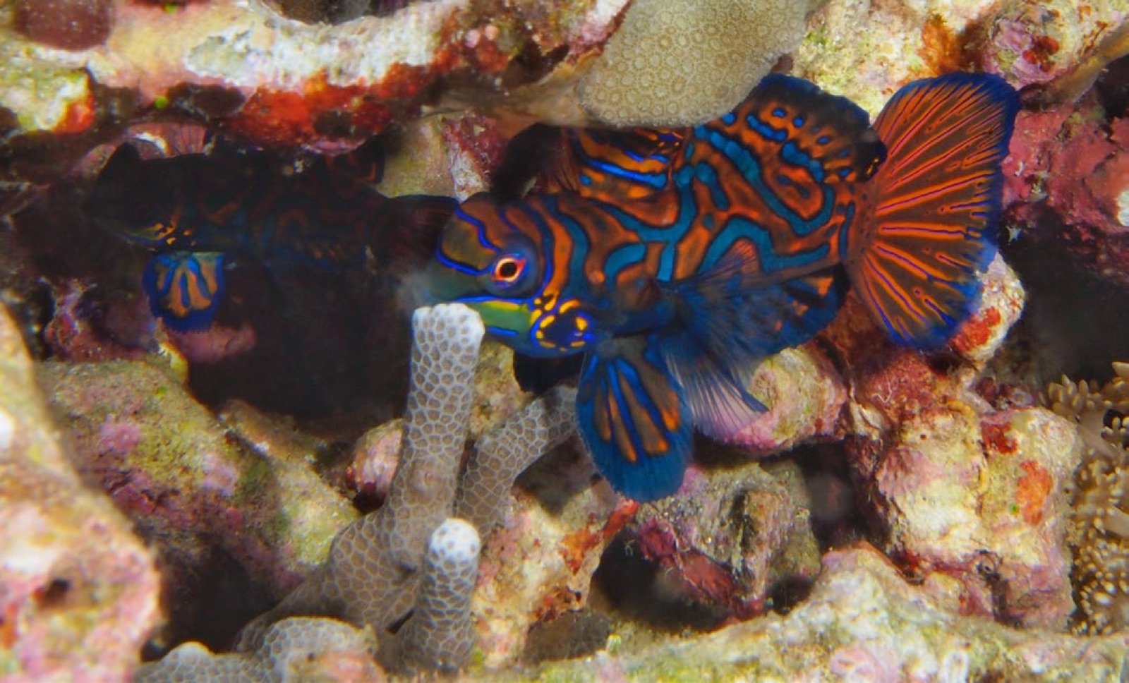 Mâle de Synchiropus splendidus paradant devant la femelle cachée