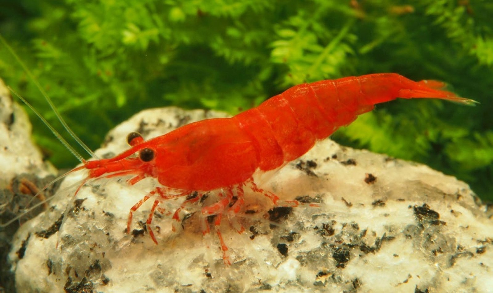 Mâle de Neocaridina davidi avec les segments abdominaux ajustés au corps