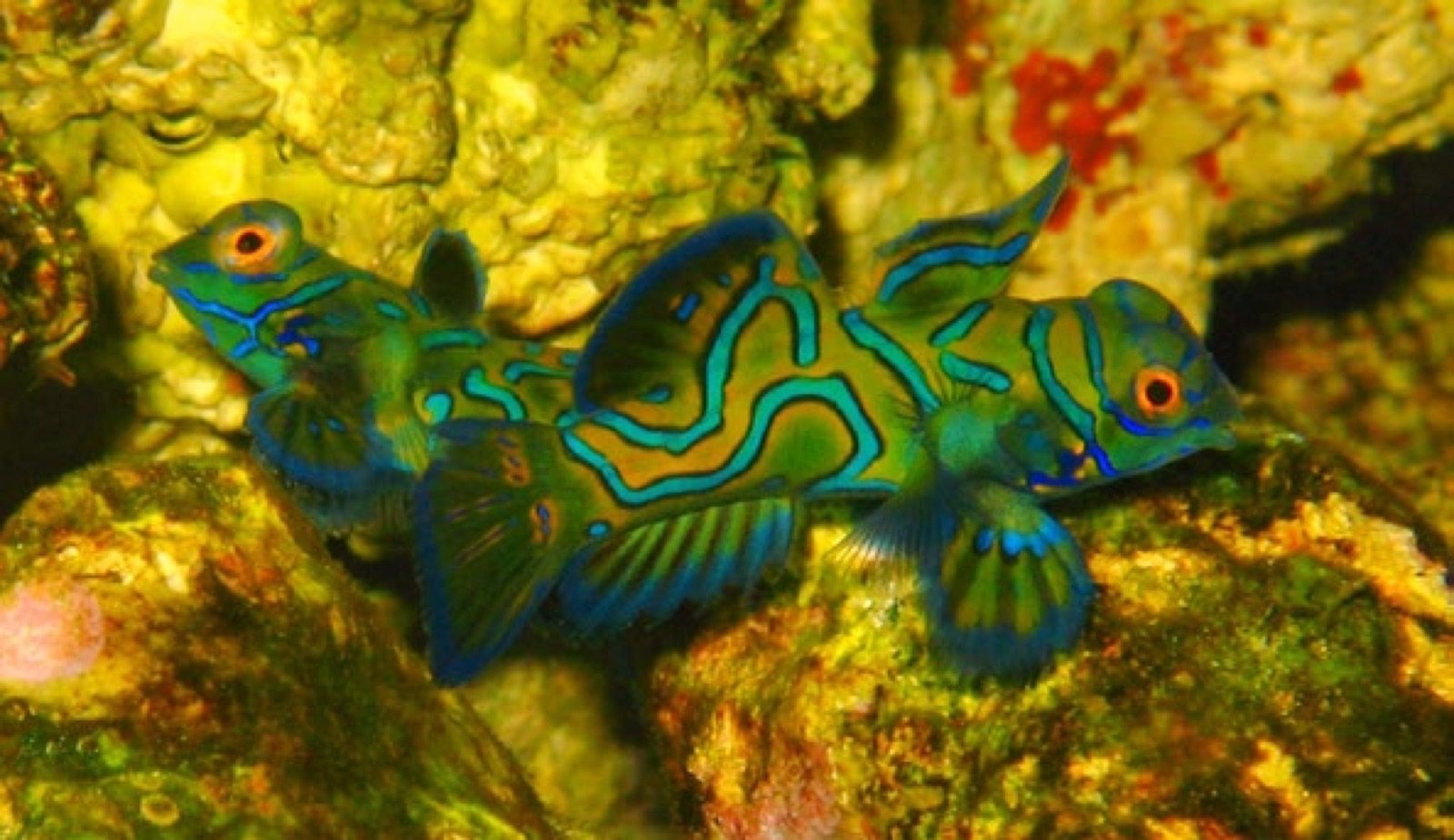 Couple de Synchiropus splendidus âgé de 20 semaines en aquarium