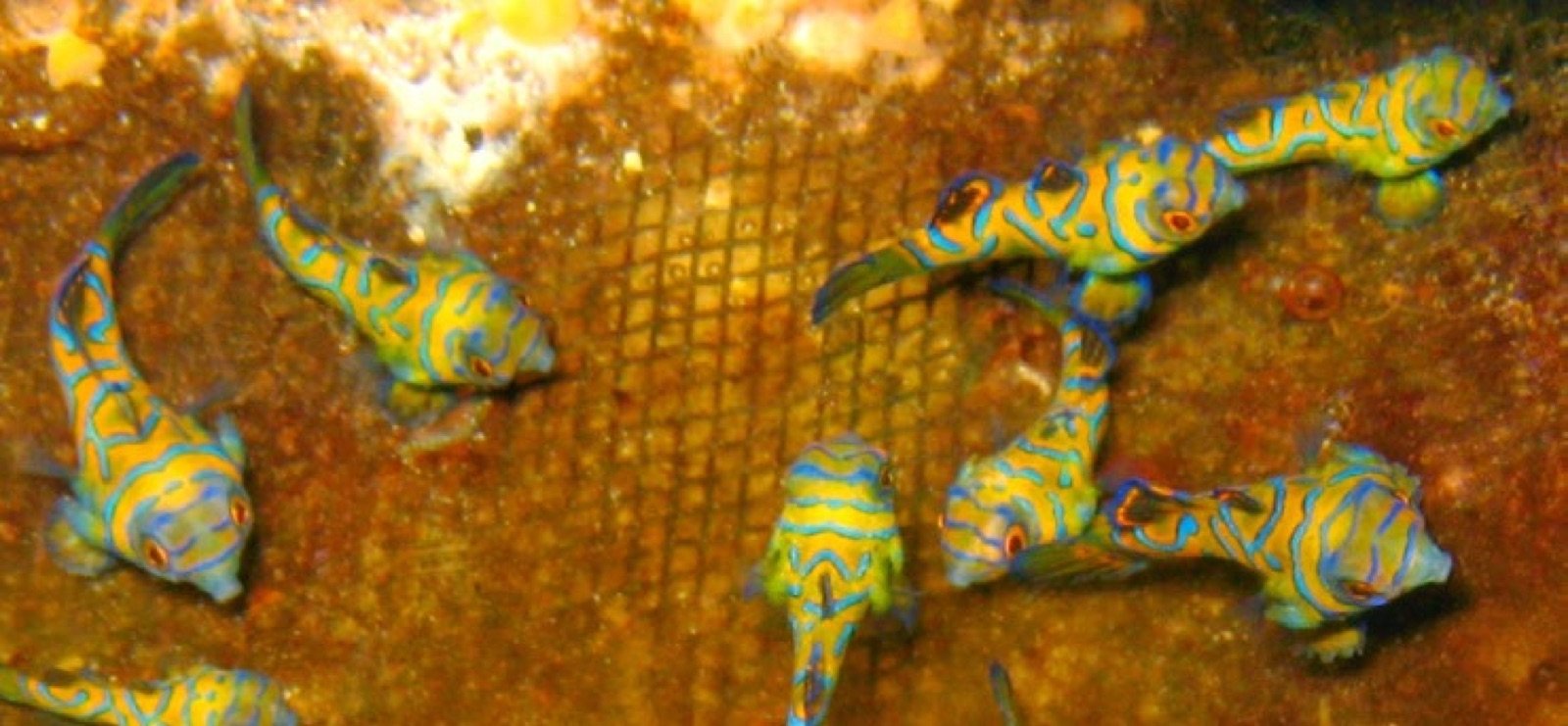 Juvéniles de Synchiropus splendidus âgés de 15 semaines en cage de grossissement