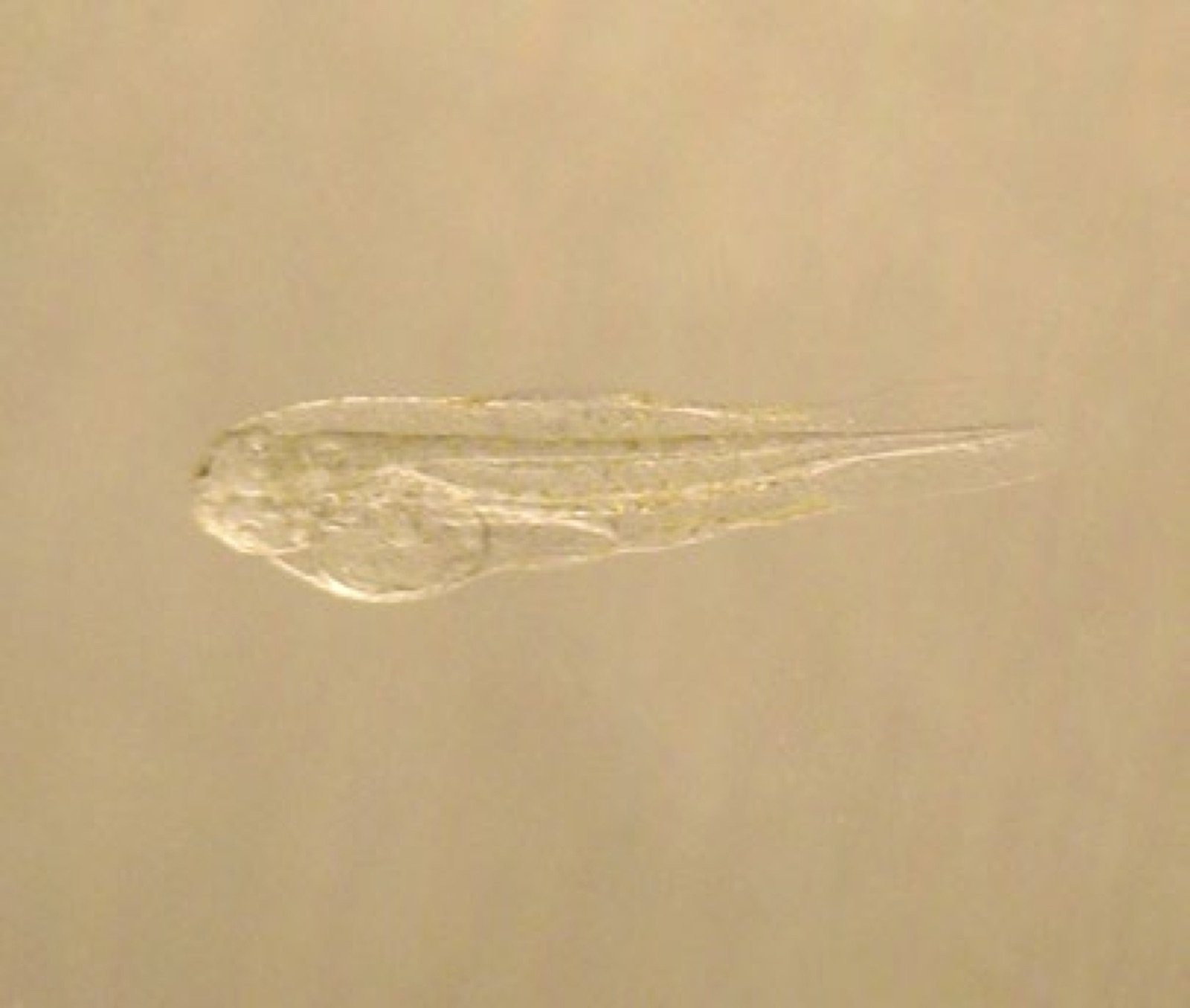 Larve de Synchiropus splendidus 26 heures après l'éclosion