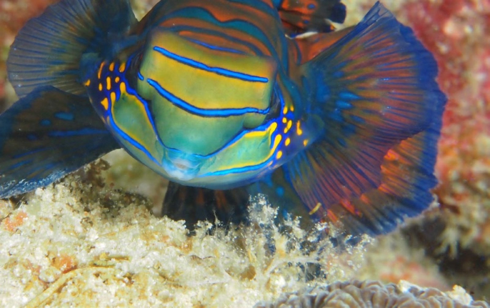 Le poisson-mandarin picore toute la journée sur le substrat