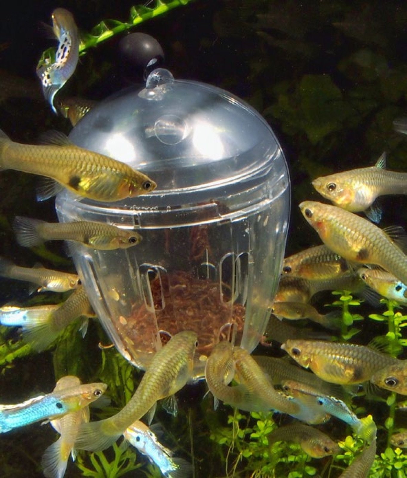 Guppys autour d’une mangeoire pour nourriture congelée