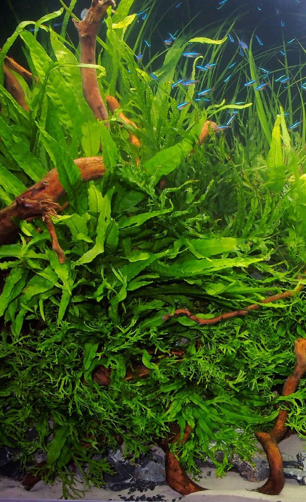 Différentes variétés de Microsorum ensemble en aquarium