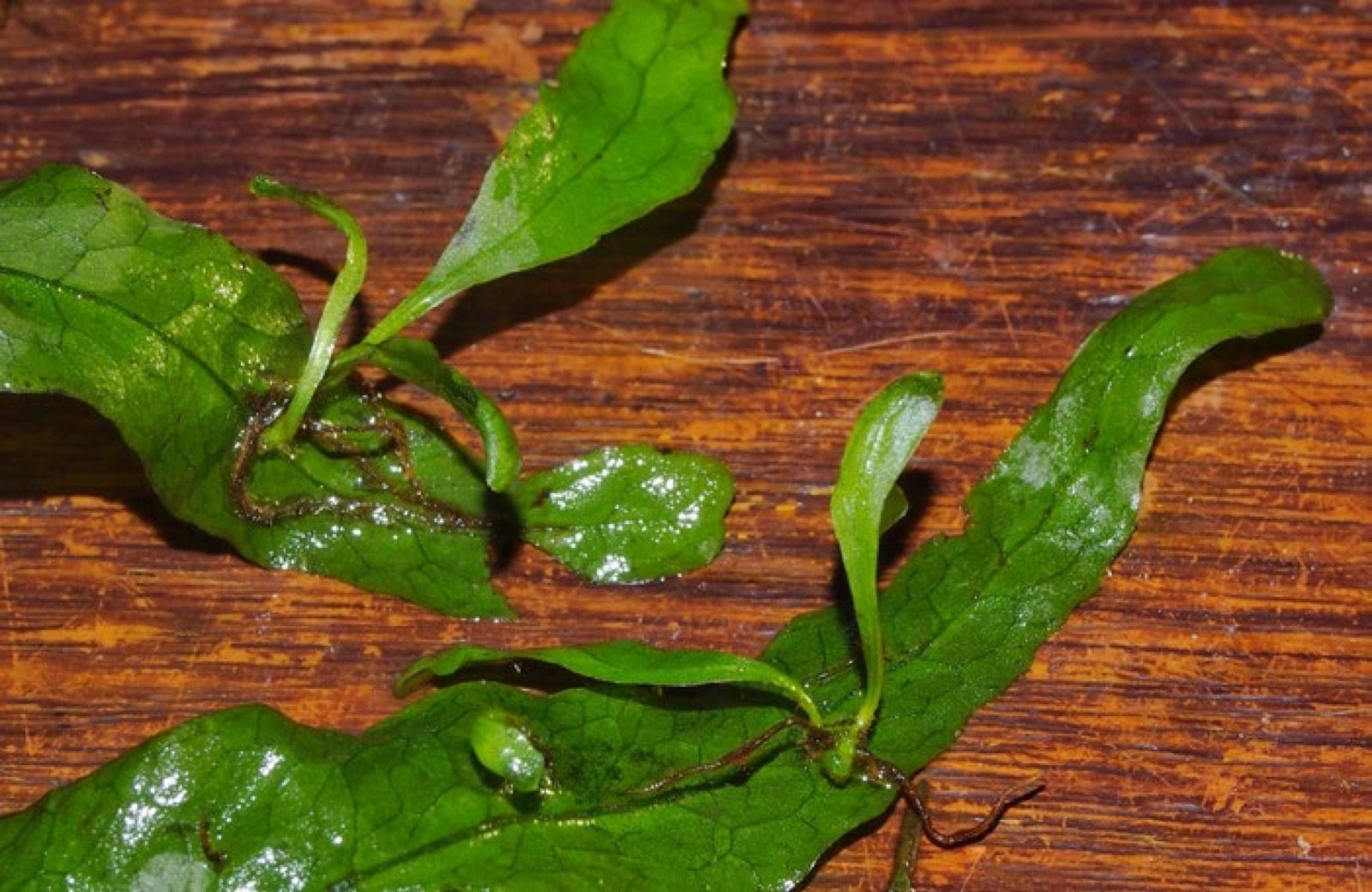 Jeunes plantules apparues sur les frondes de Microsorum pteropus