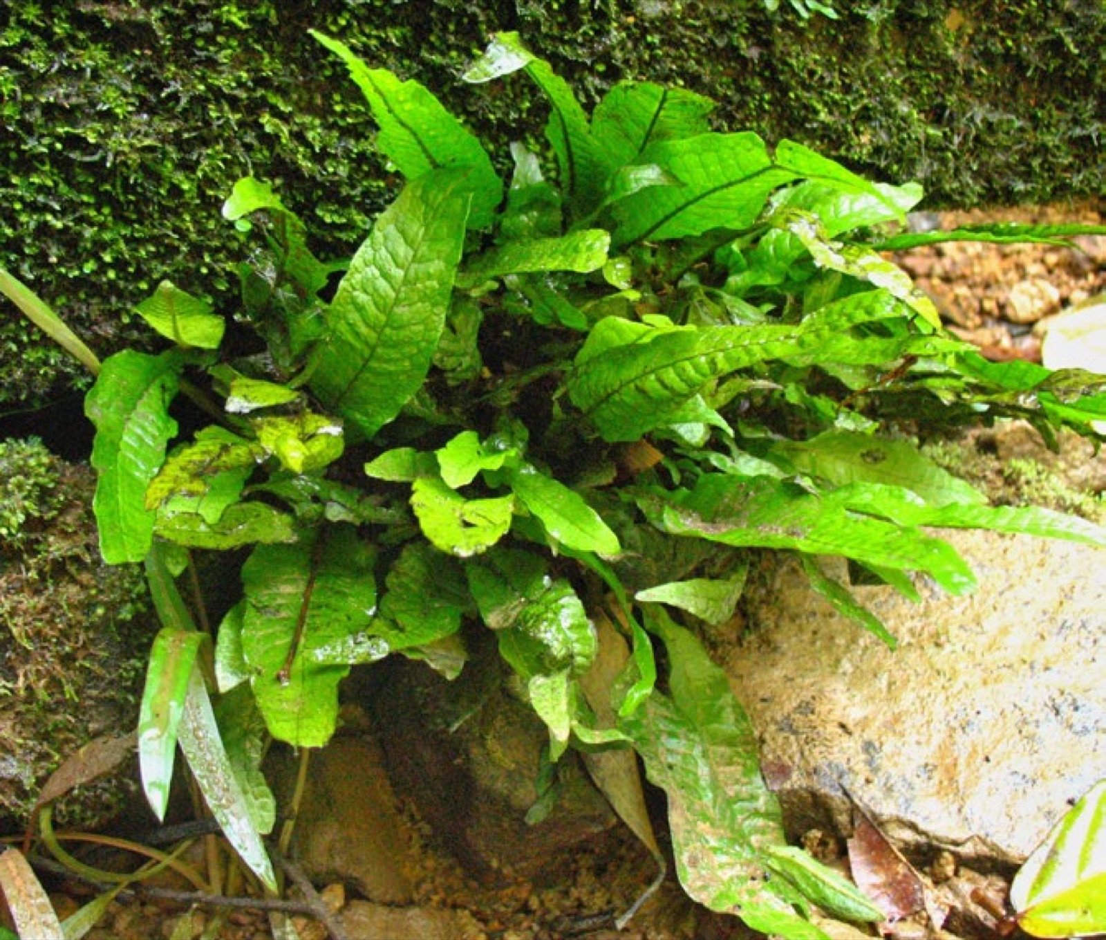 Fougère de Java (Microsorum pteropus) fixée sur un rocher dans son milieu naturel