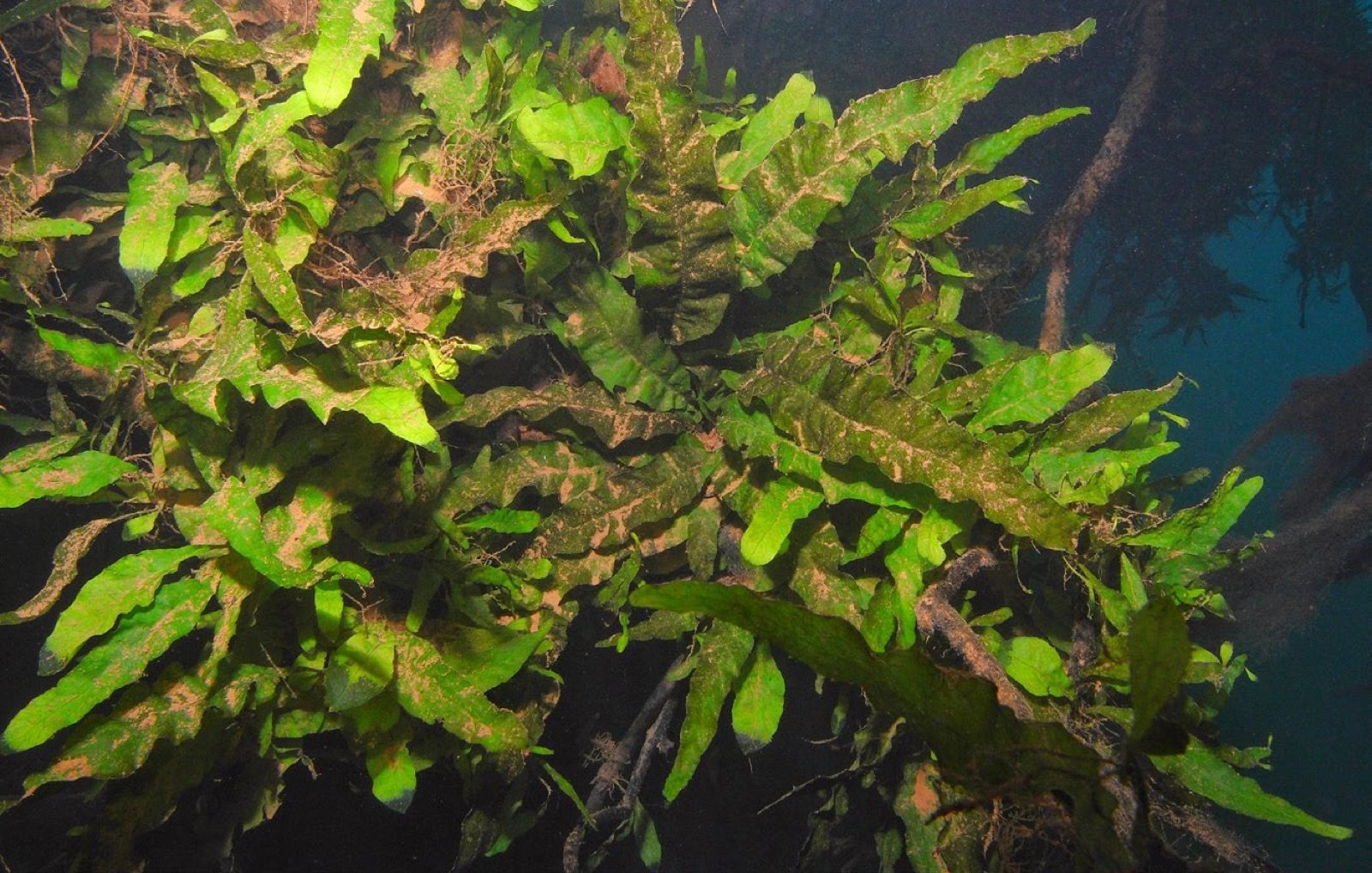 Microsorum pteropus se développant sous l'eau dans une résurgence du sud de la Thaïlande