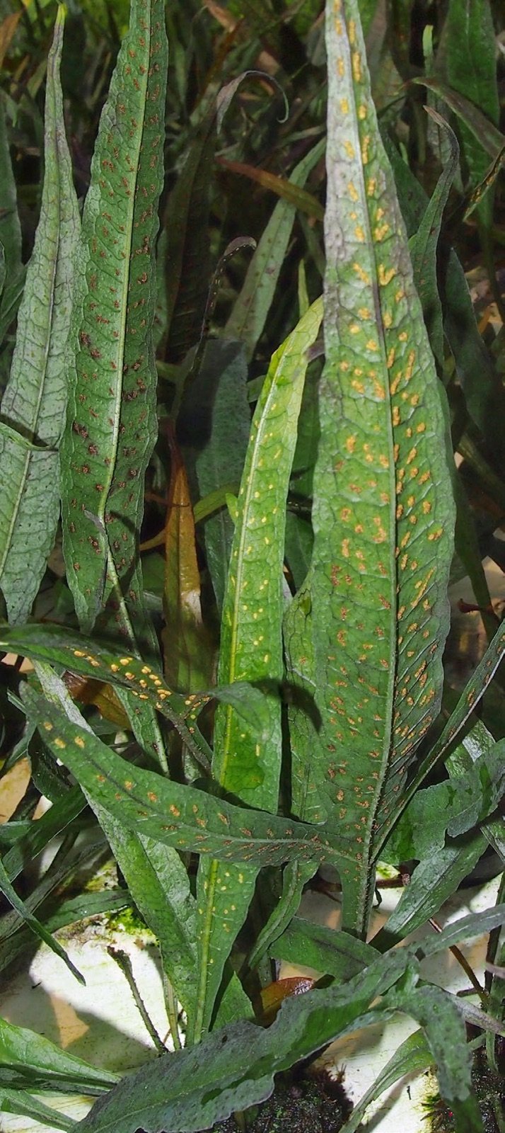 Sporanges regroupés en amas sur la face inférieure des frondes de Microsorum pteropus