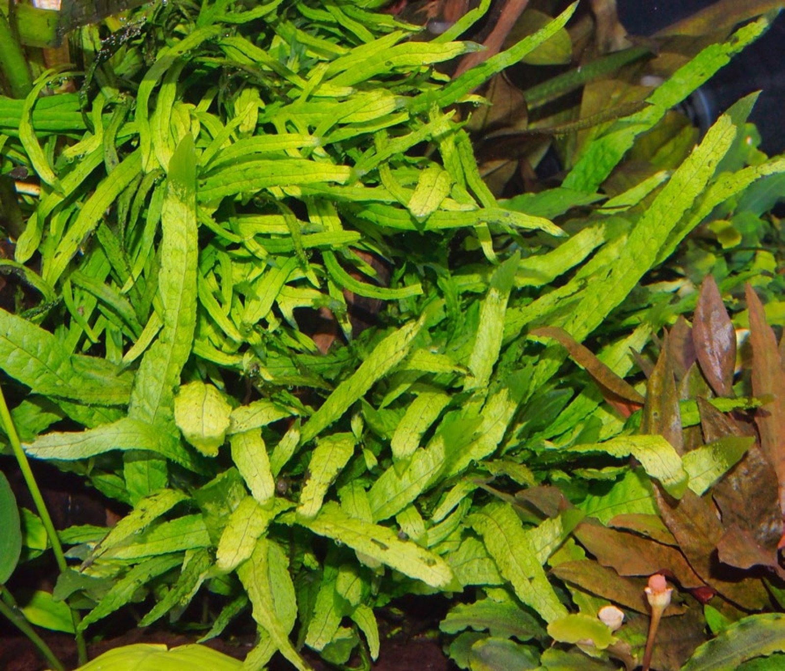 Microsorum variété Narrow leaf en aquarium