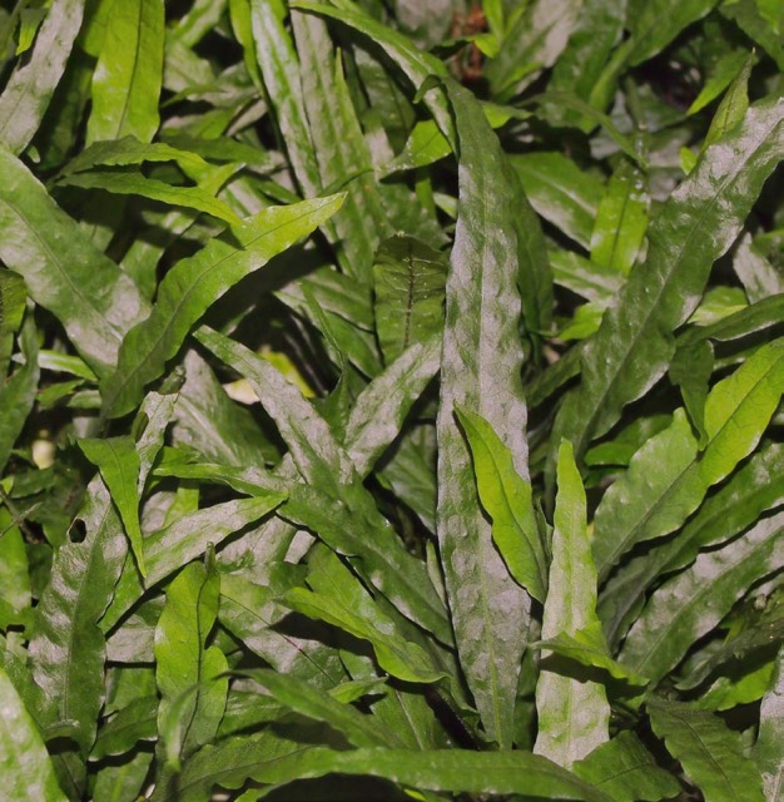Microsorum pteropus variété Narrow leaf en culture en serre