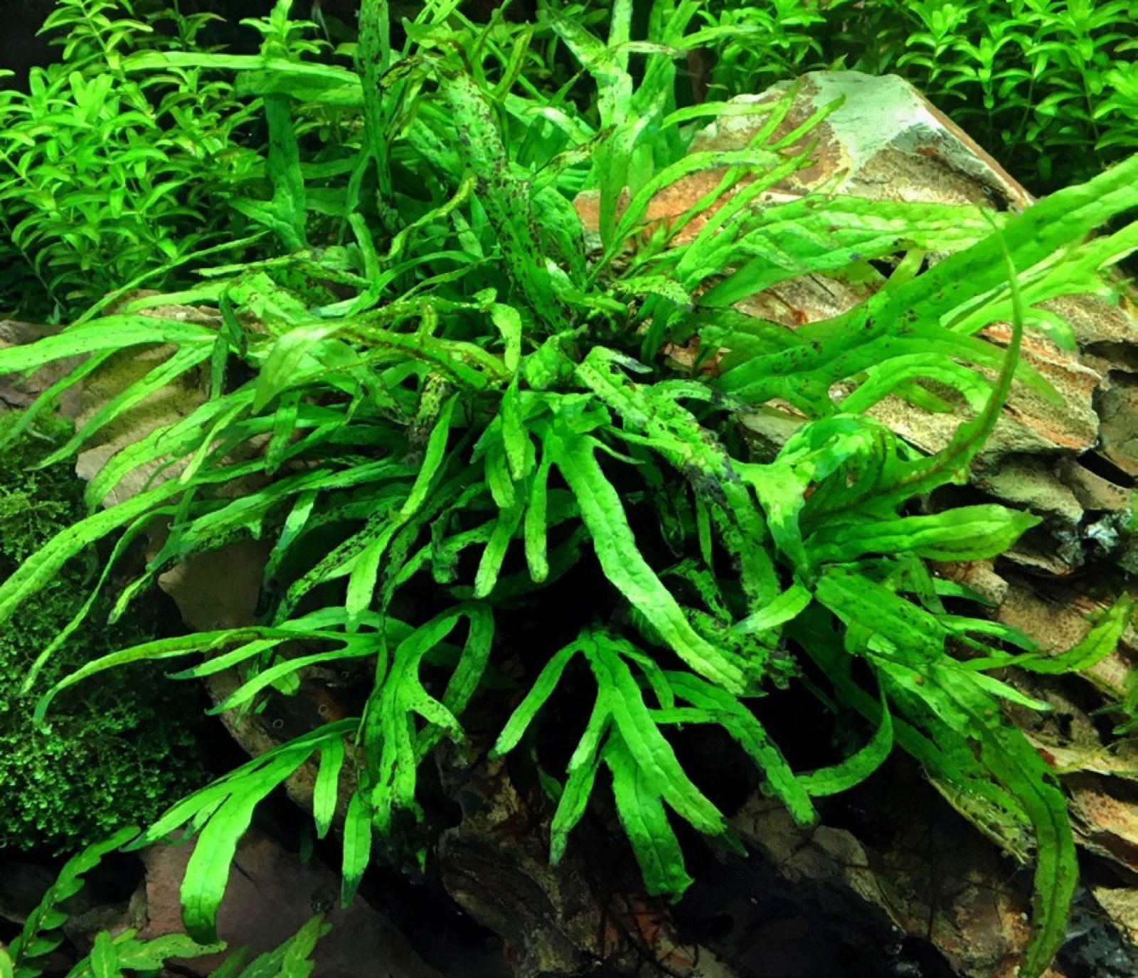 Microsorum variété Trident en aquarium