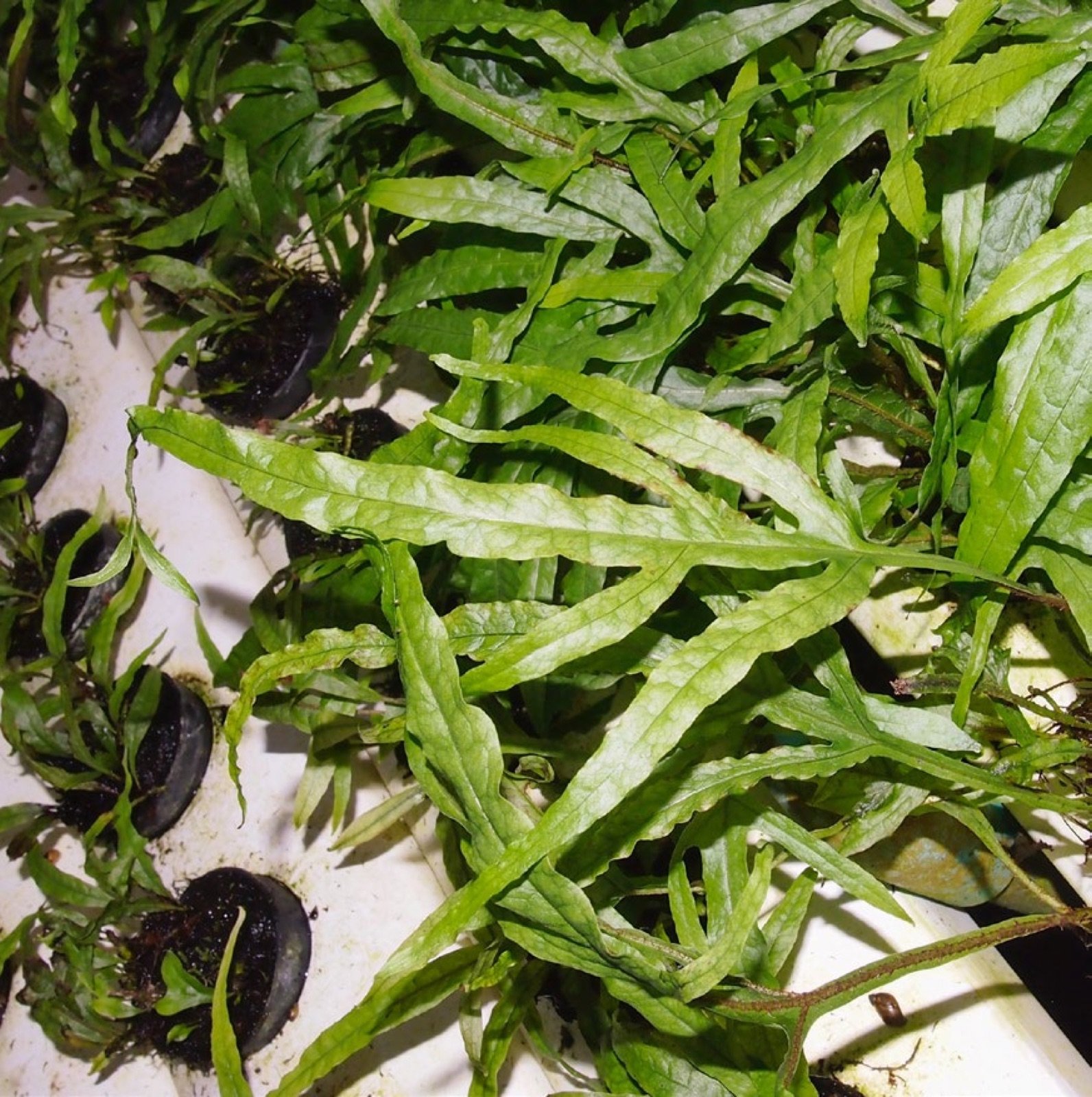 Microsorum pteropus variété Trident en culture en serre