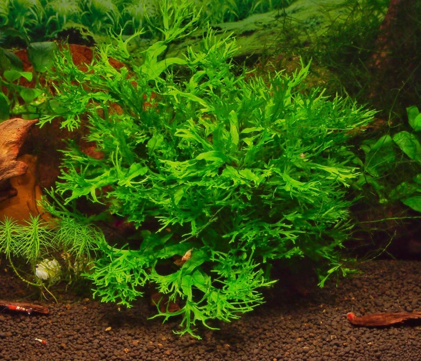 Microsorum variété Windelov en aquarium