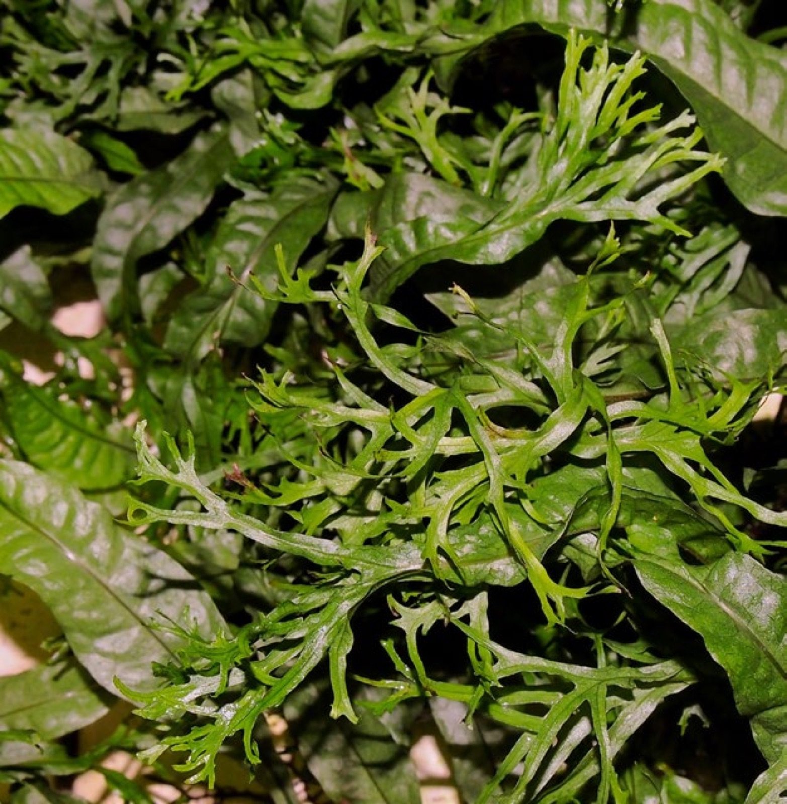 Microsorum pteropus variété Windelov en culture en serre